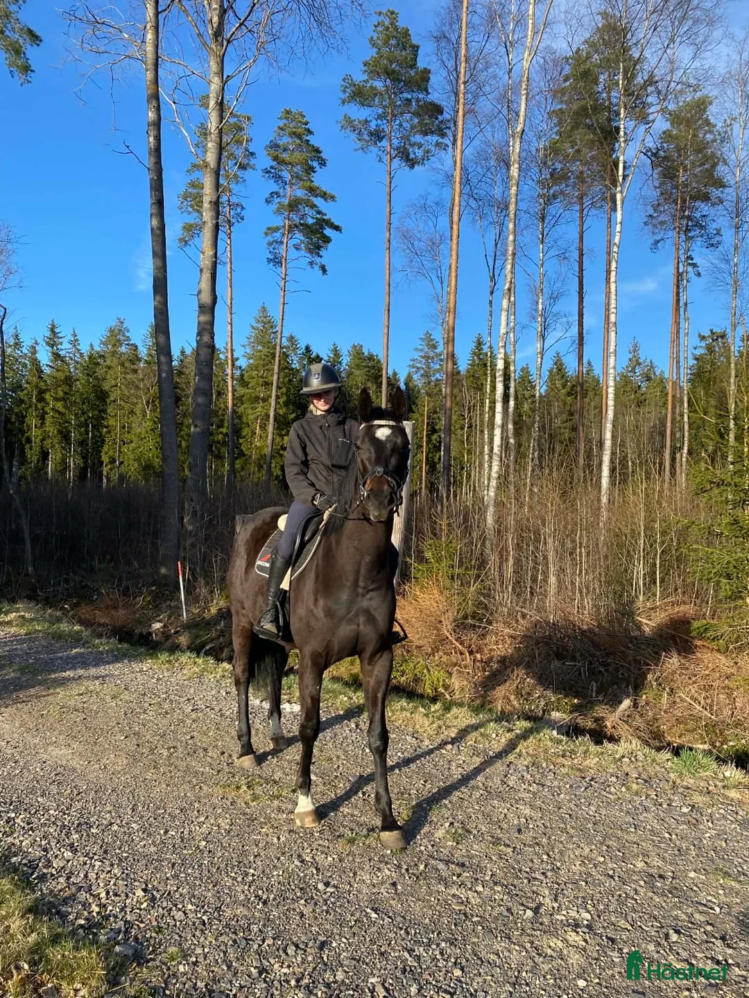 Hoppning hästar till salu: ✨sto med potential✨ - Annons 1