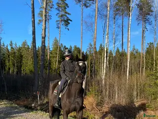 hästar ✨sto med potential✨ - Annons 1