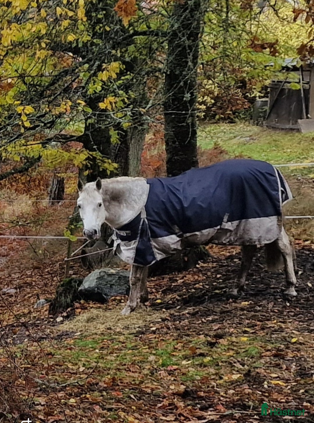  medryttarhäst finnes: Connemaravalack söker medryttare  i Västerhaninge - Annons 1
