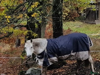medryttarhäst finnes: Connemaravalack söker medryttare i Västerhaninge - Annons 5
