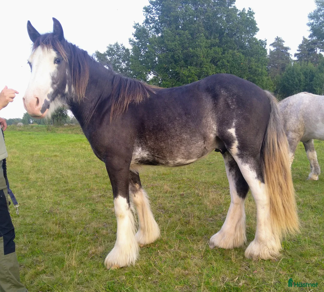 Allround hästar till salu: Flera goa gossar - Annons 2