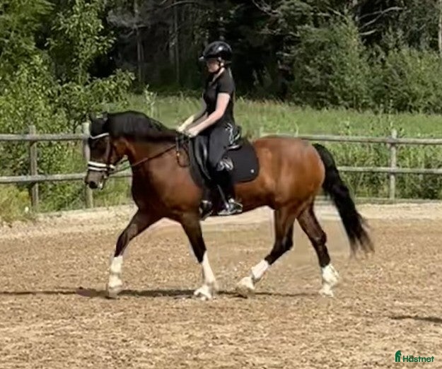  hästar Älskade Jacken söker kärleksfullt och kunnigt hem - Annons 1