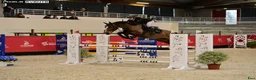 Hoppning hästar till salu: Fremtidig GP ponni tilsalgs - Annons 5