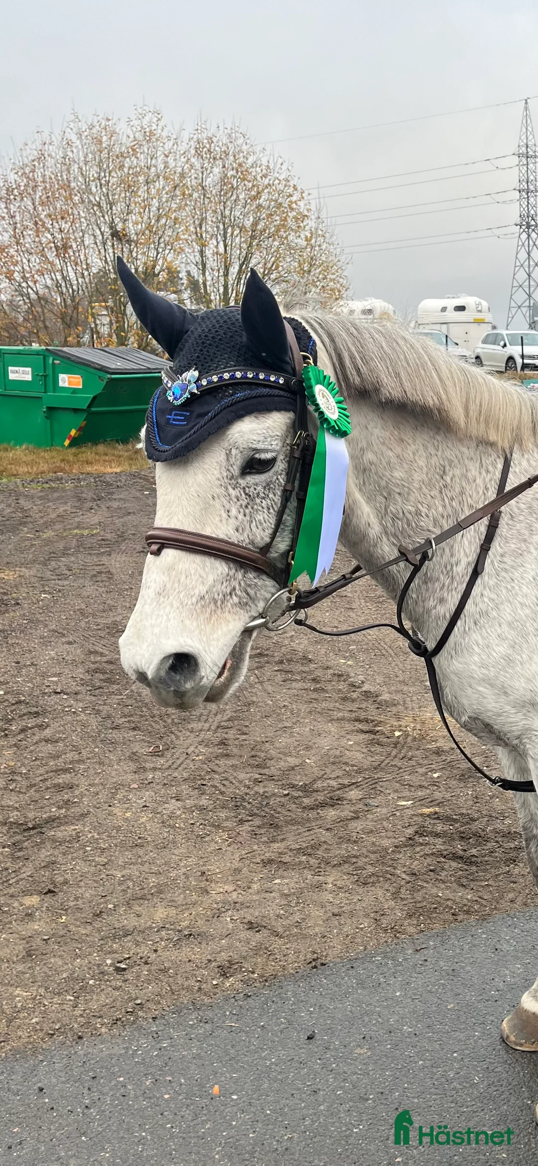 Allround hästar till salu: En mysig kompis  i Tranås - Annons 2