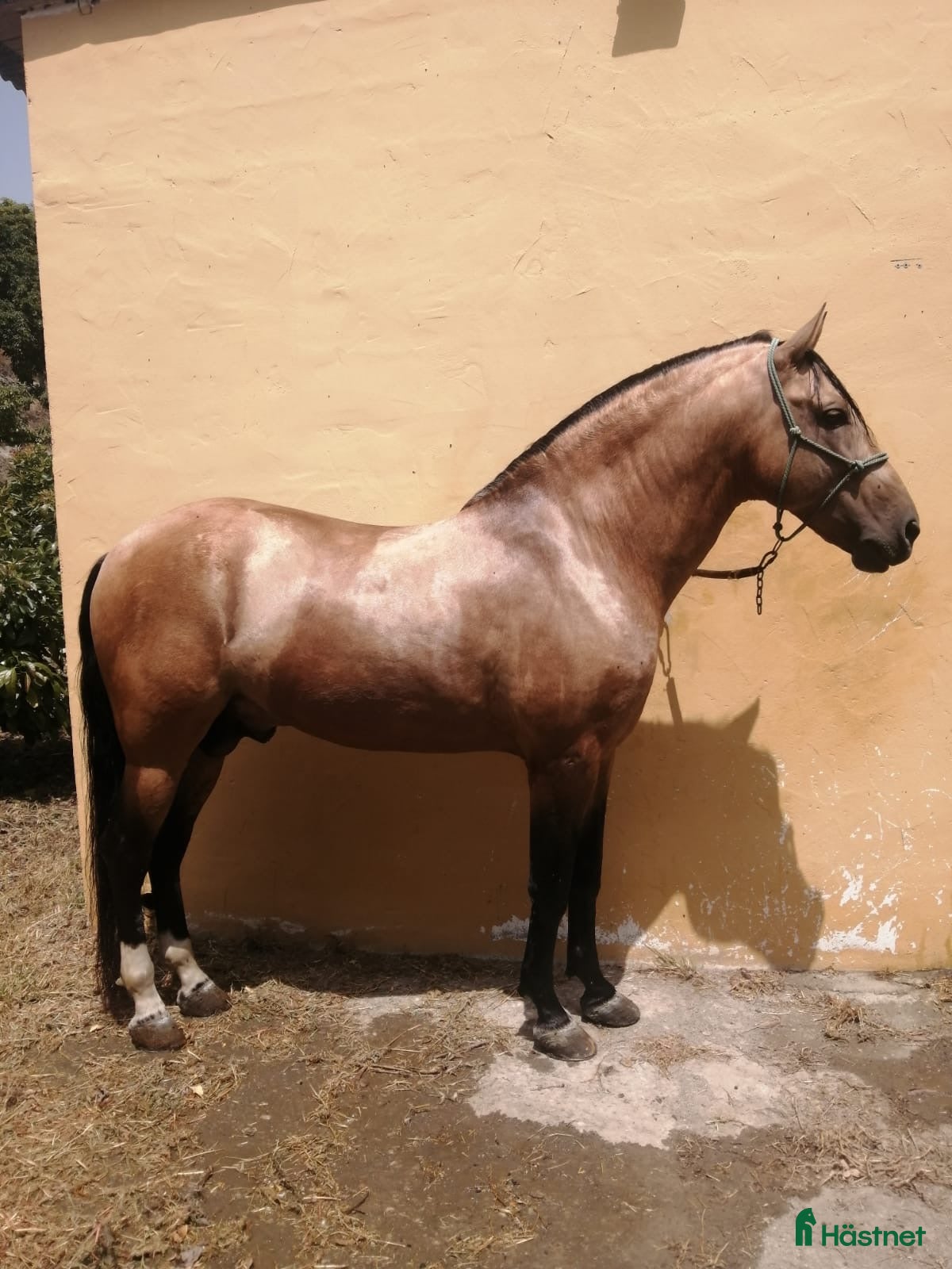  hästar Superfin PRE buckskin hingst - Annons 2