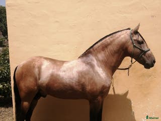 hästar Superfin PRE buckskin hingst - Annons 2