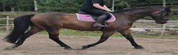 Allround hästar till salu: Trevlig SWB valack - Annons 2