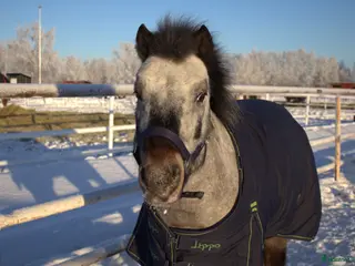 hästar Pigg ponny - Annons 4