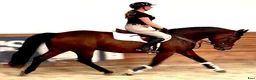 Allround hästar till salu: Luna – Kind & Versatile Mare | Great Jumper! 10yo - Annons 5