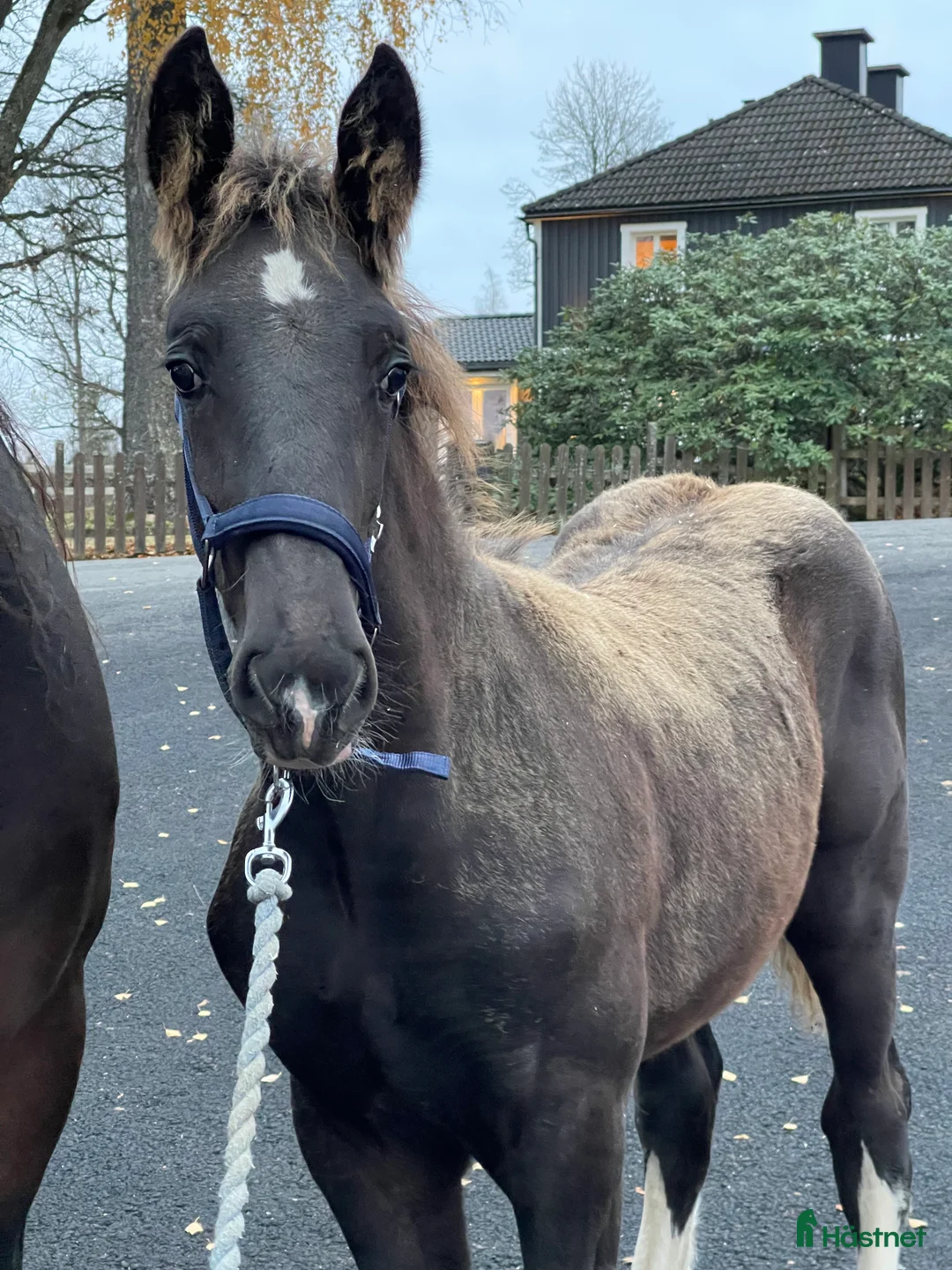 Allround hästar till salu: Fin shire hingst i Lekeryd - Annons 2