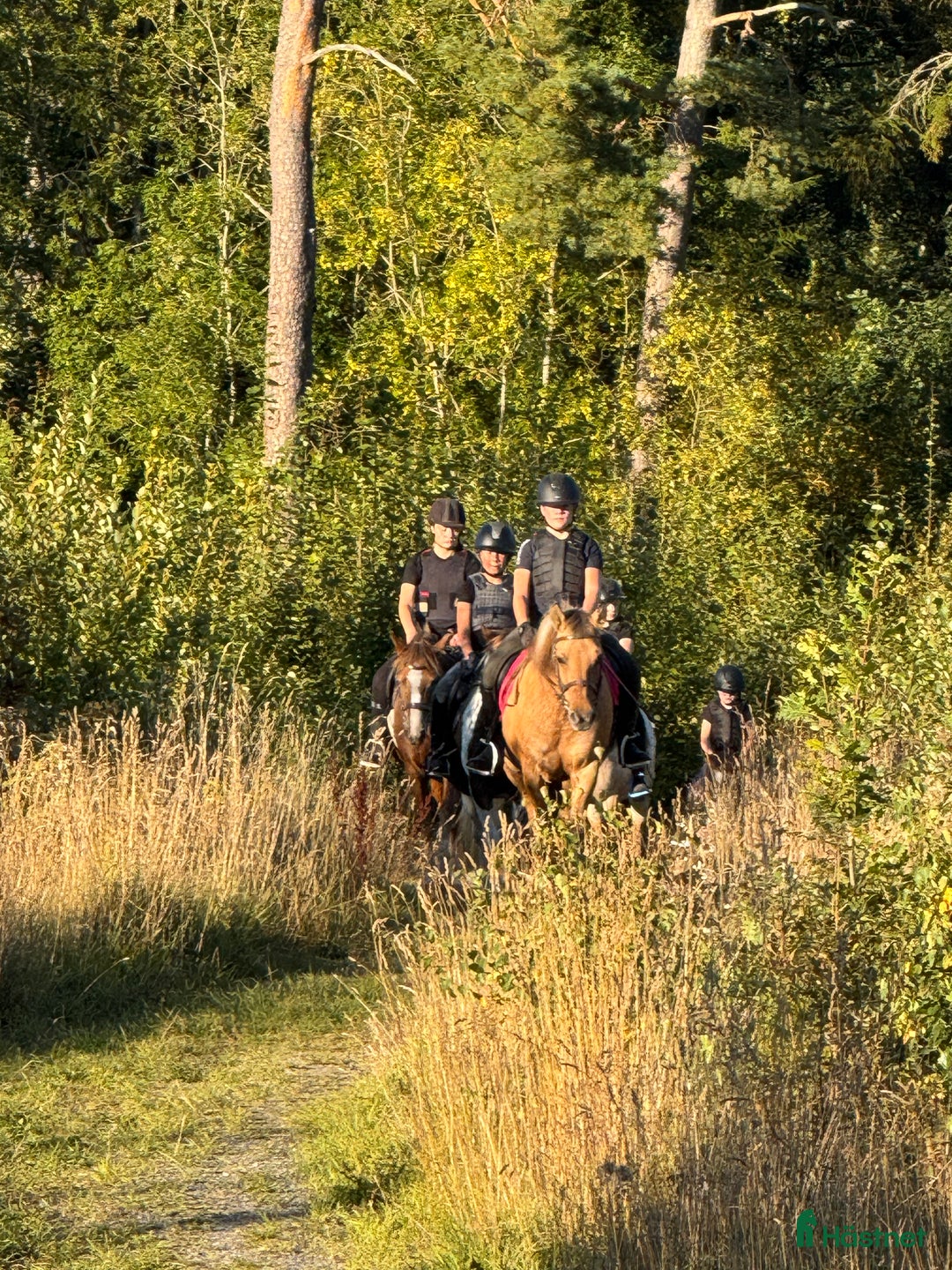  hästservice finnes: Julklappstips! Ridläger sommaren 2026 i Lidköping - Annons 17