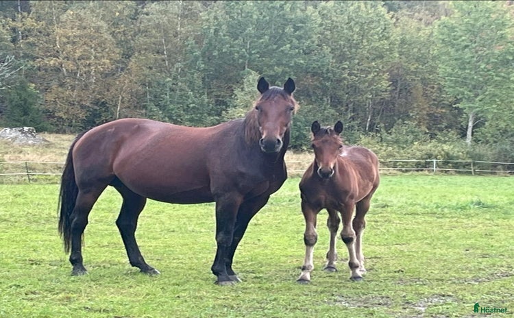  hästar i Mellösa - Annons 7