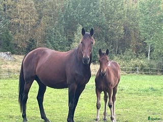 hästar Fölsto dräktigt med Fame And Glory i Mellösa - Annons 9