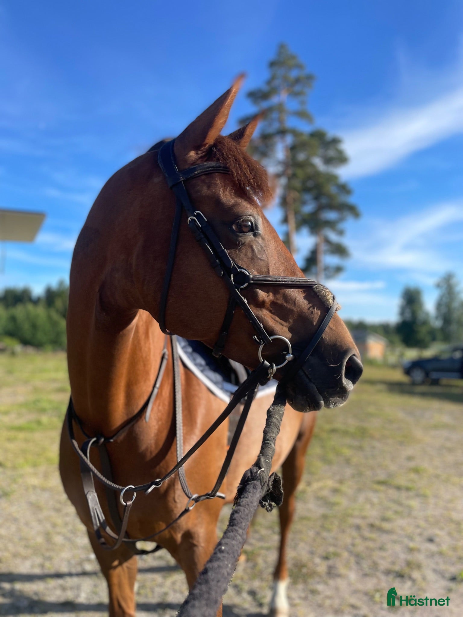  hästar Välutbildad hopphäst med stor kapacitet - Annons 1