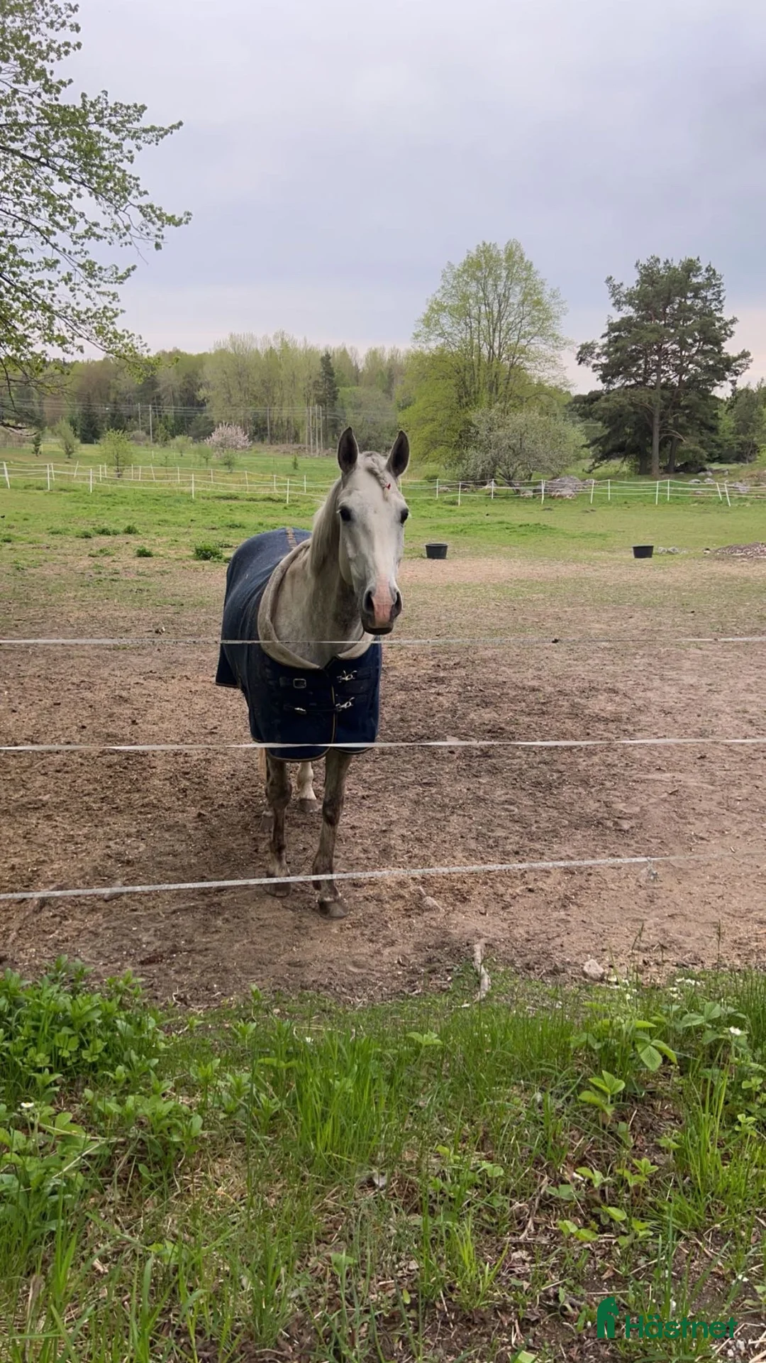 Hoppning hästar till salu: Maxad-D ponny Salu - Annons 5