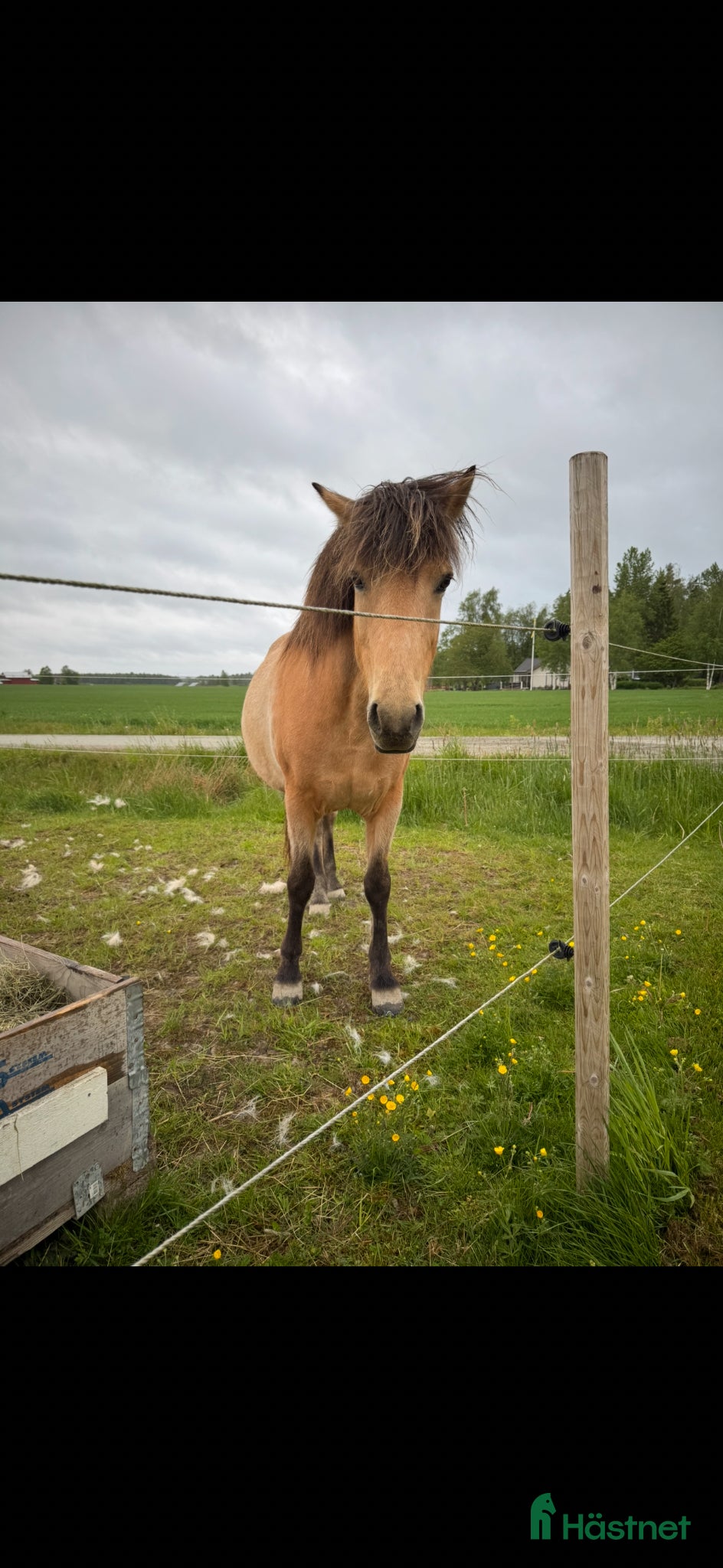  hästar Bästa pæja  - Annons 2