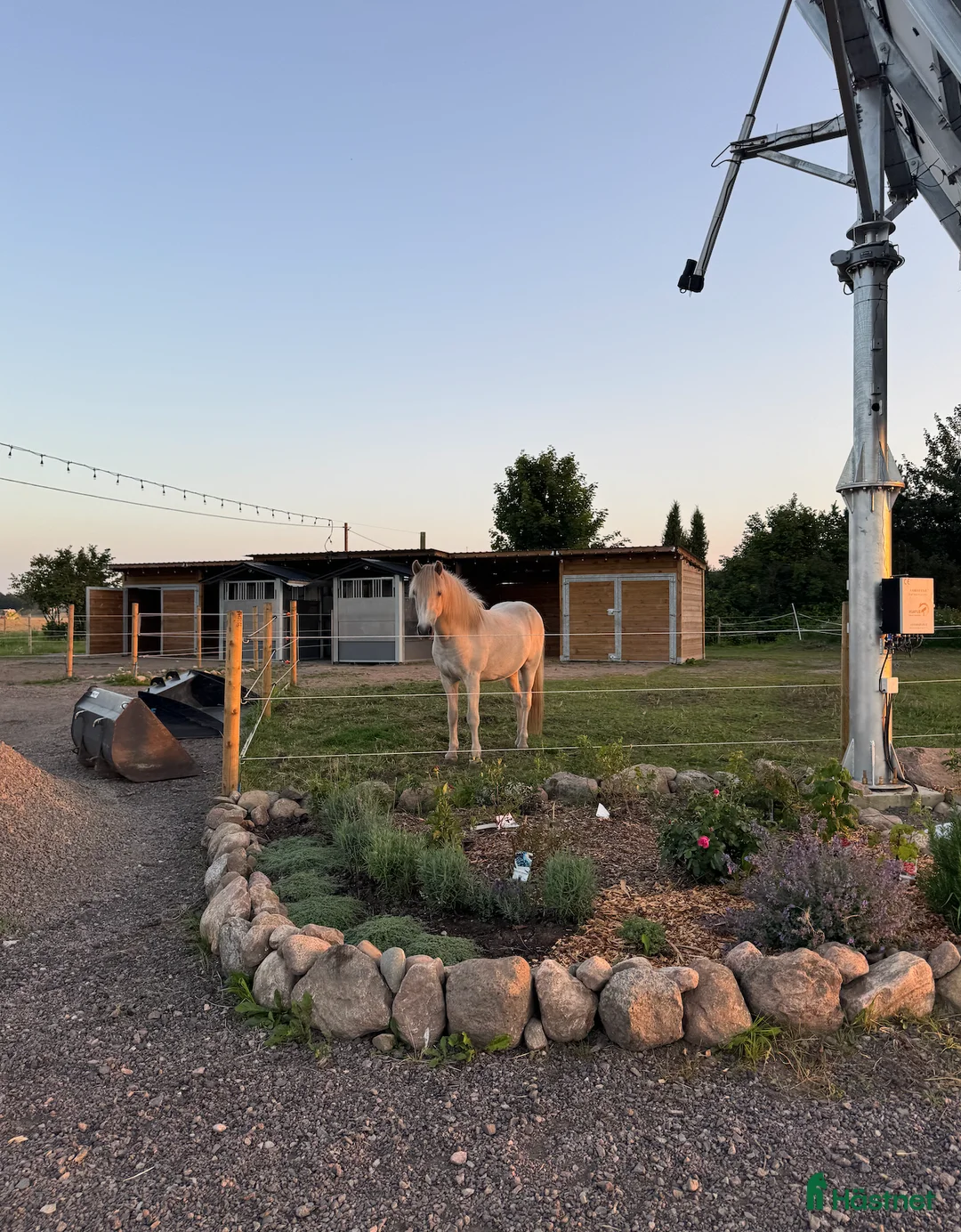  stallplats finnes: Lösdriftsplats för islandshäst utanför Helsingborg - Annons 2