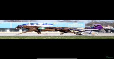  hästar i Laholm - Annons 7