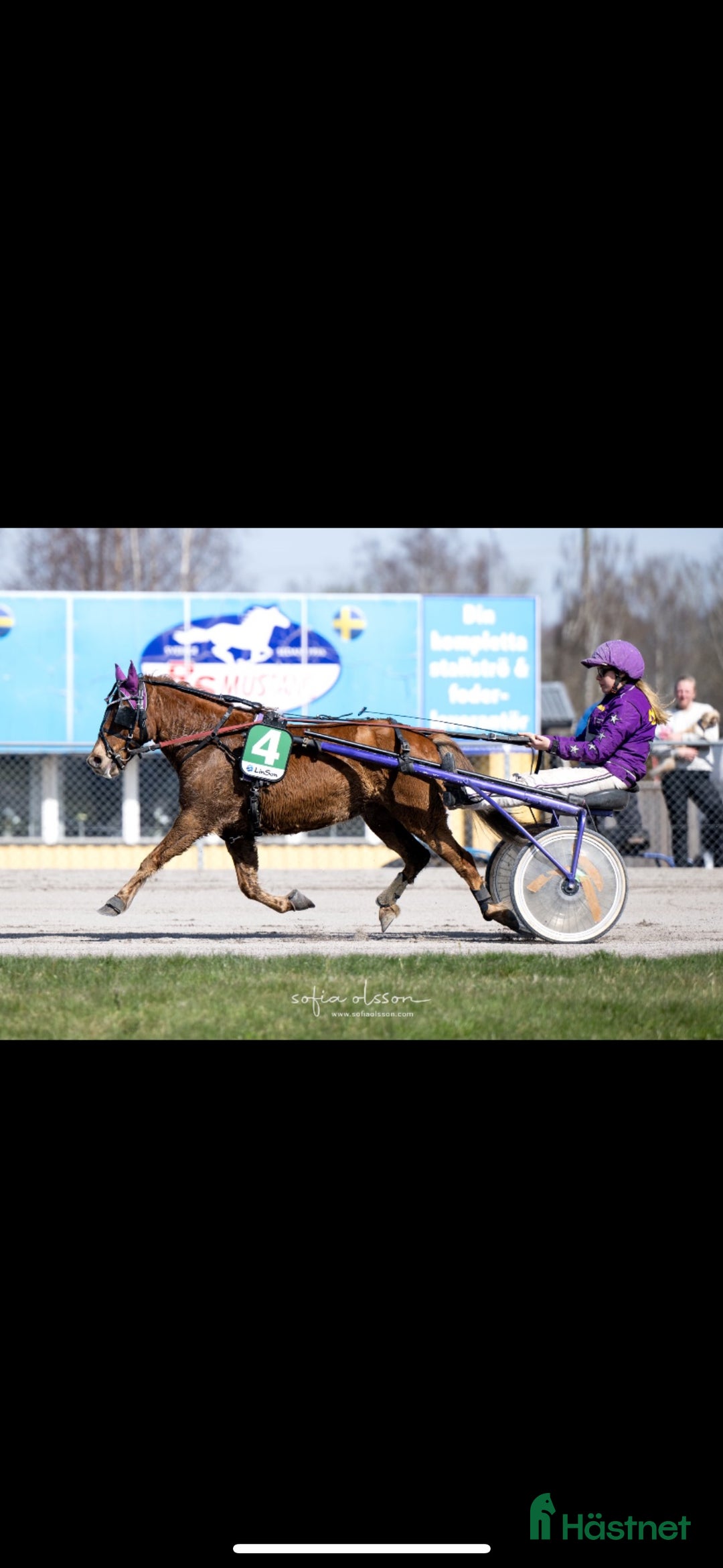 Trav hästar till salu: Fin ponnytravare till salu i Laholm - Annons 2