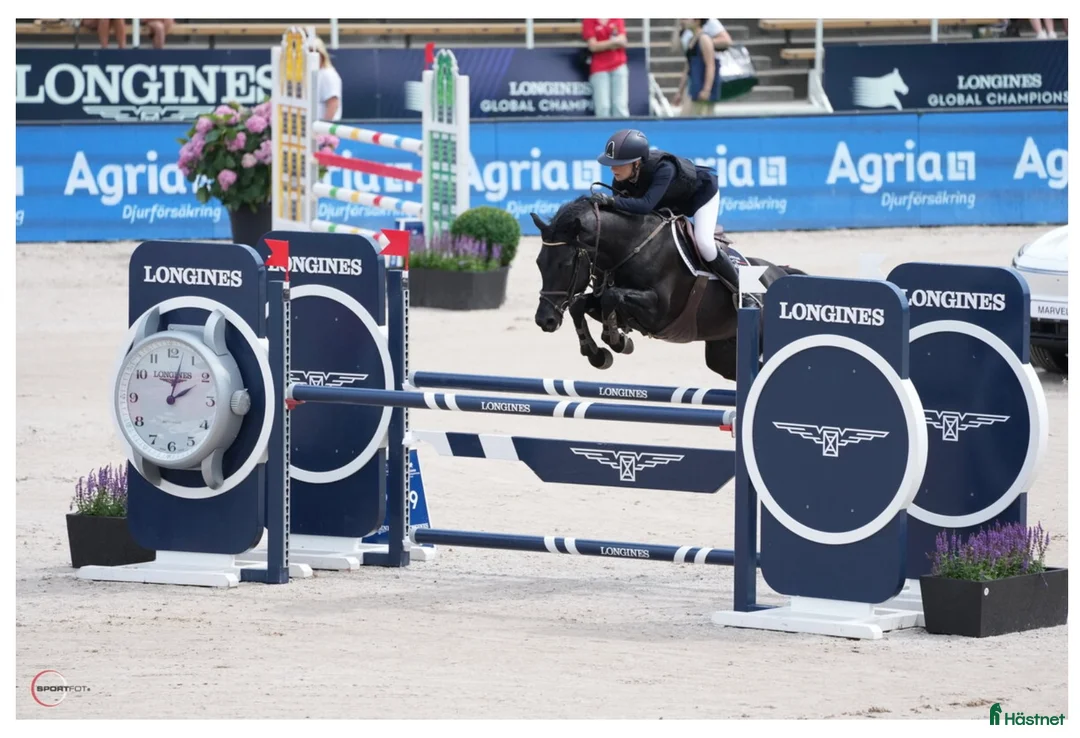 Hoppning hästar till salu: Läromästare och bästa vän!! - Annons 7