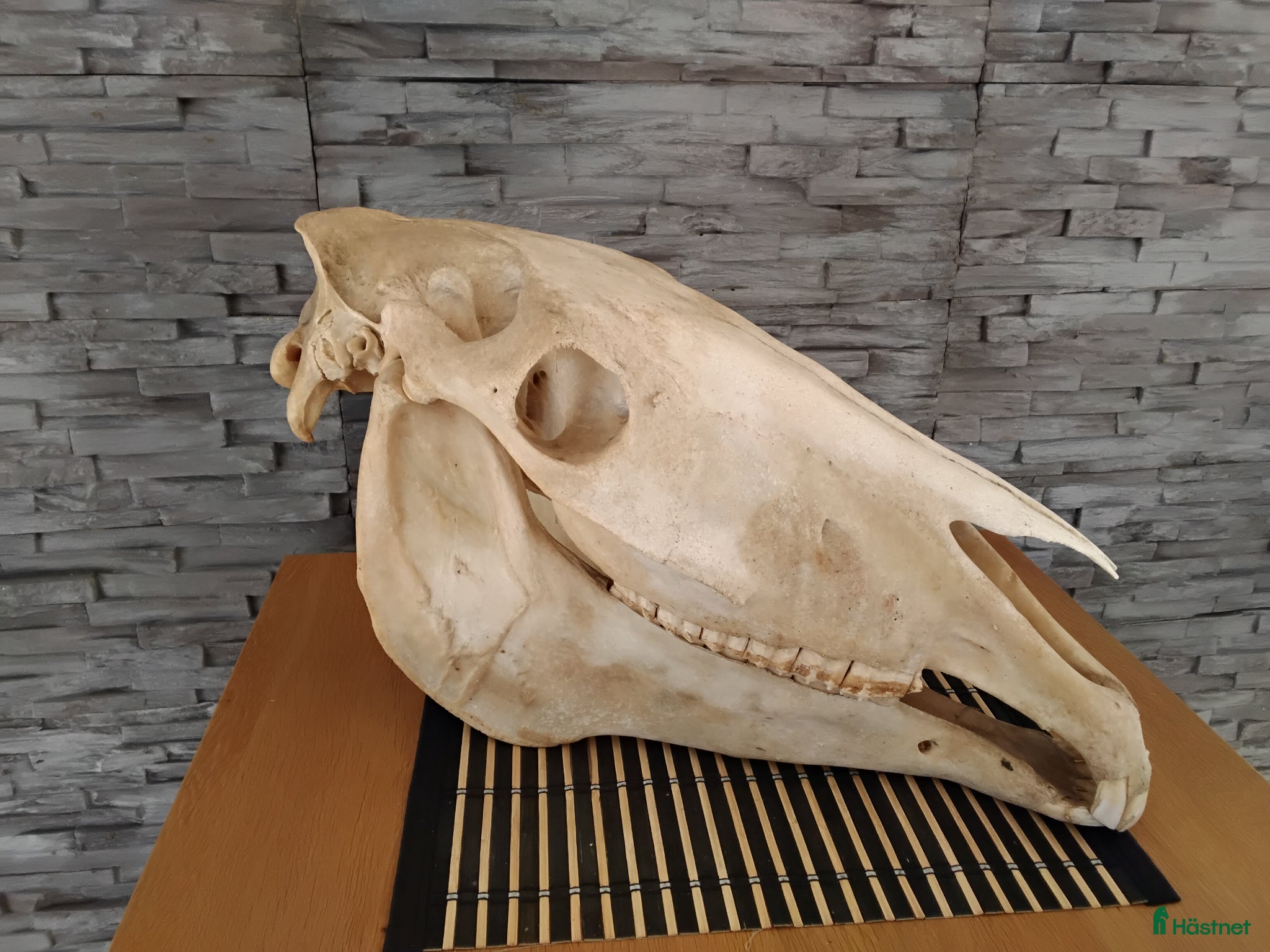 Hästinspirerad heminredning övrig utrustning till salu: Hästkranium - Annons 3