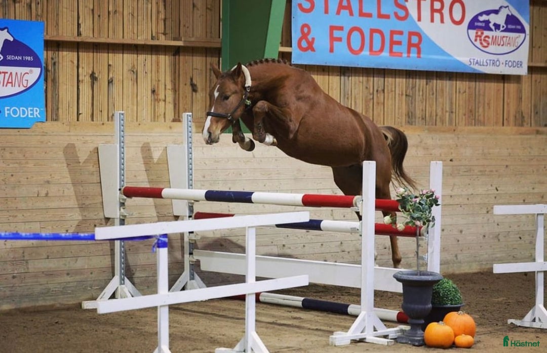 Hoppning hästar till salu: Vackert sto i Vikbolandet - Annons 6