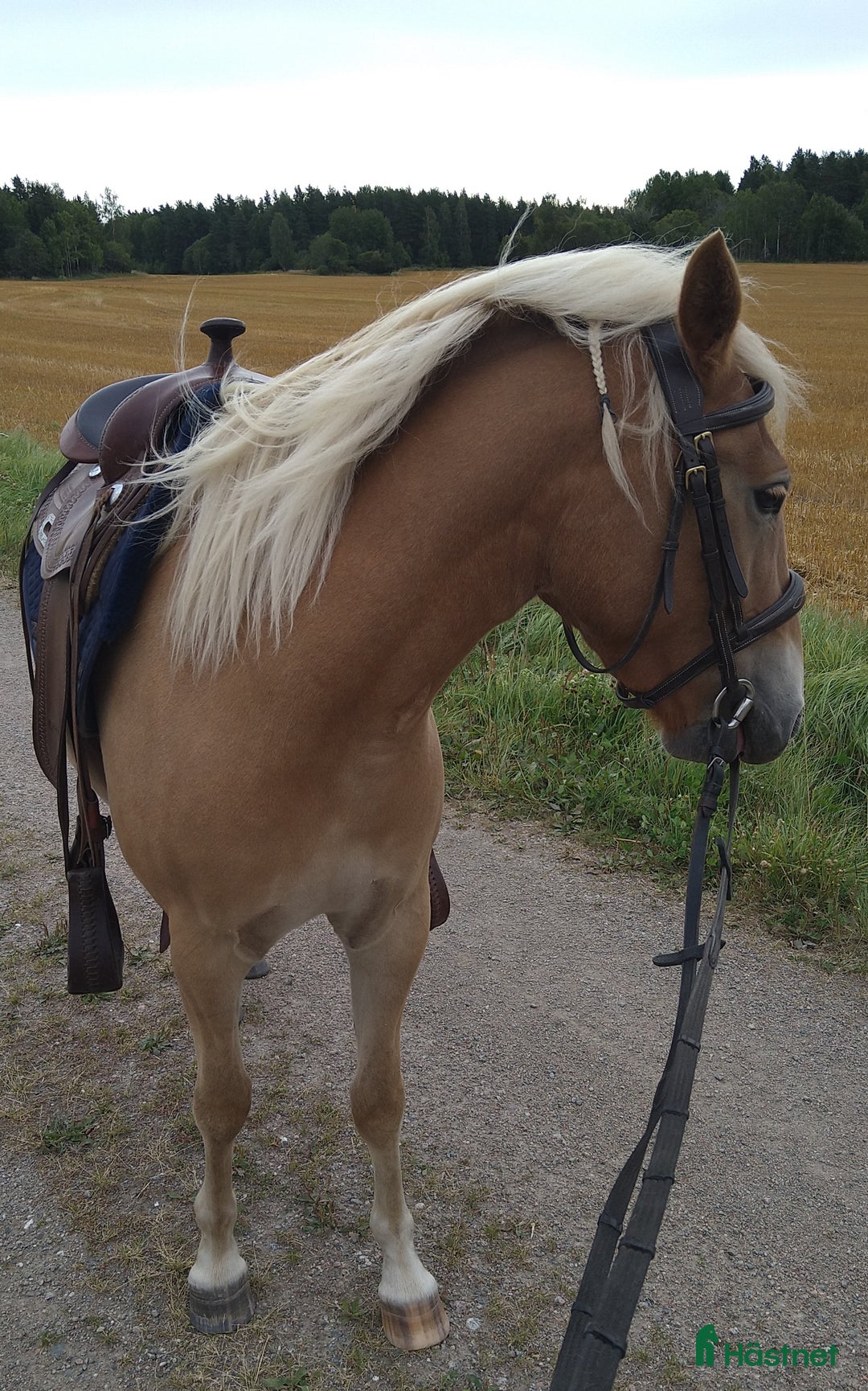 Allround hästar till salu: Trevligt russto säljes i Enköping - Annons 1