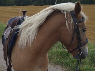 hästar Trevligt russto säljes i Enköping - Annons 5