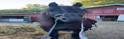  medryttarhäst finnes: Medryttare för uteritter - Annons 2