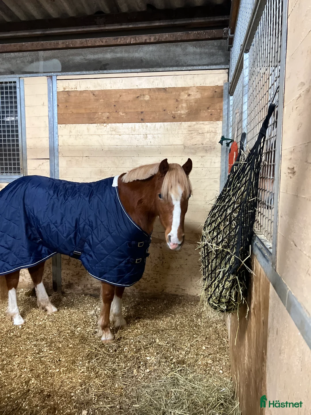 Hoppning hästar till salu: Framtids ponny!  - Annons 2