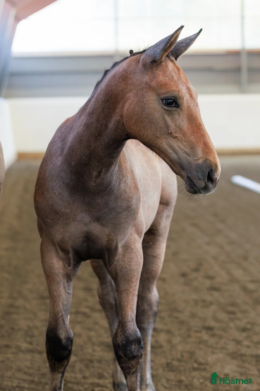 Hoppning hästar till salu: Nästa hoppstjärna  - Annons 2