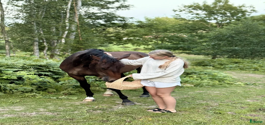 Galleribild {{count}}