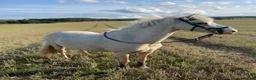 Allround hästar till salu: Charmig och pigg B-ponny söker sin nya ryttare ❤️ - Annons 7