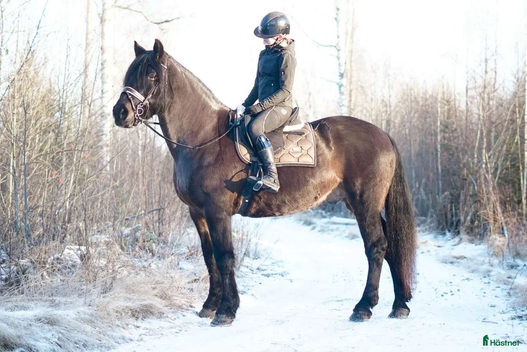 Allround hästar sökes: Hästvan familj söker ponny eller häst att låna💕 - Annons 2
