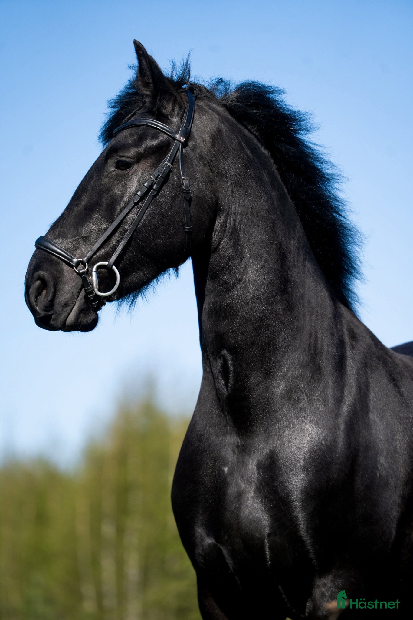  hästar Friesersto  - Annons 11