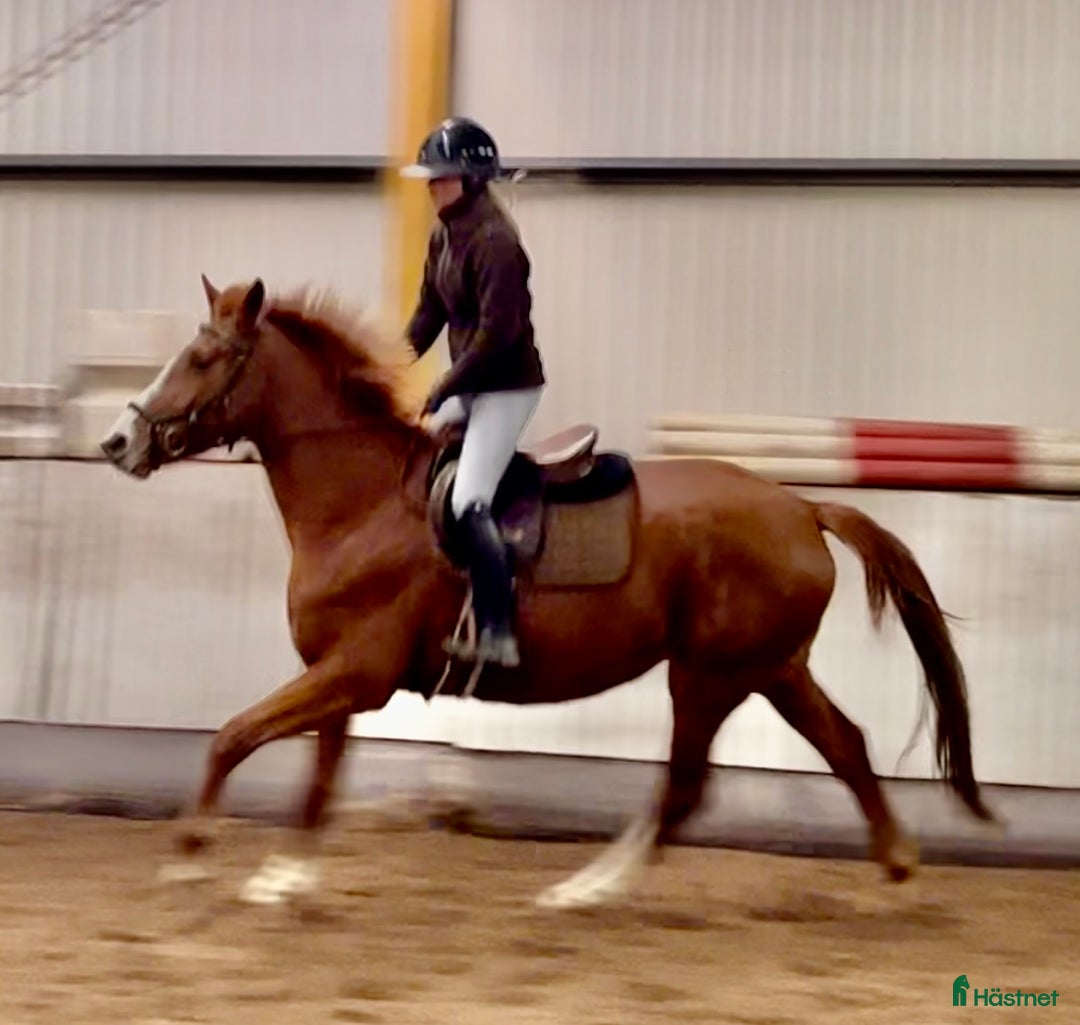 Hoppning hästar till salu: Trevligt inridet hoppsto. i Knäred - Annons 4