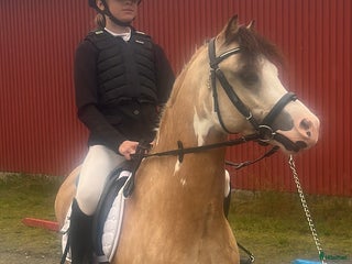 hästar Sötaste och snällaste barnponnyn - Annons 1