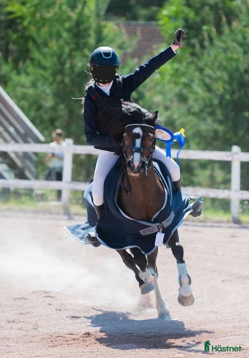 Hoppning hästar till salu: Positiv B-ponny med stor arbetsglädje - Annons 1