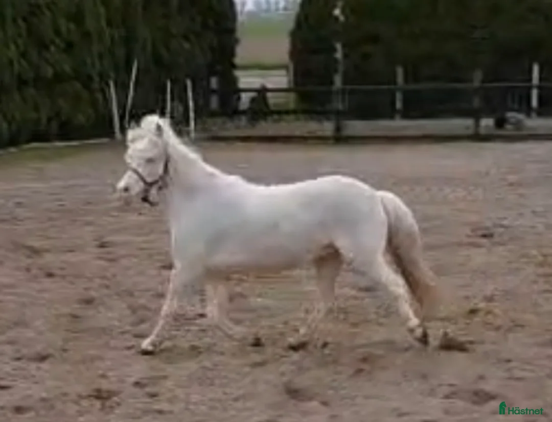 Allround hästar till salu: Jättefin cremello sto - Annons 4