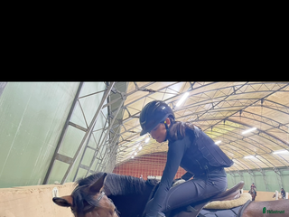 hästar Söker medryttarhäst⭐️ i Öjersjö - Annons 1