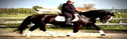 Allround hästar till salu: Hajli–Lovely Silesian Mare|169cm|Dressage&Allround - Annons 3