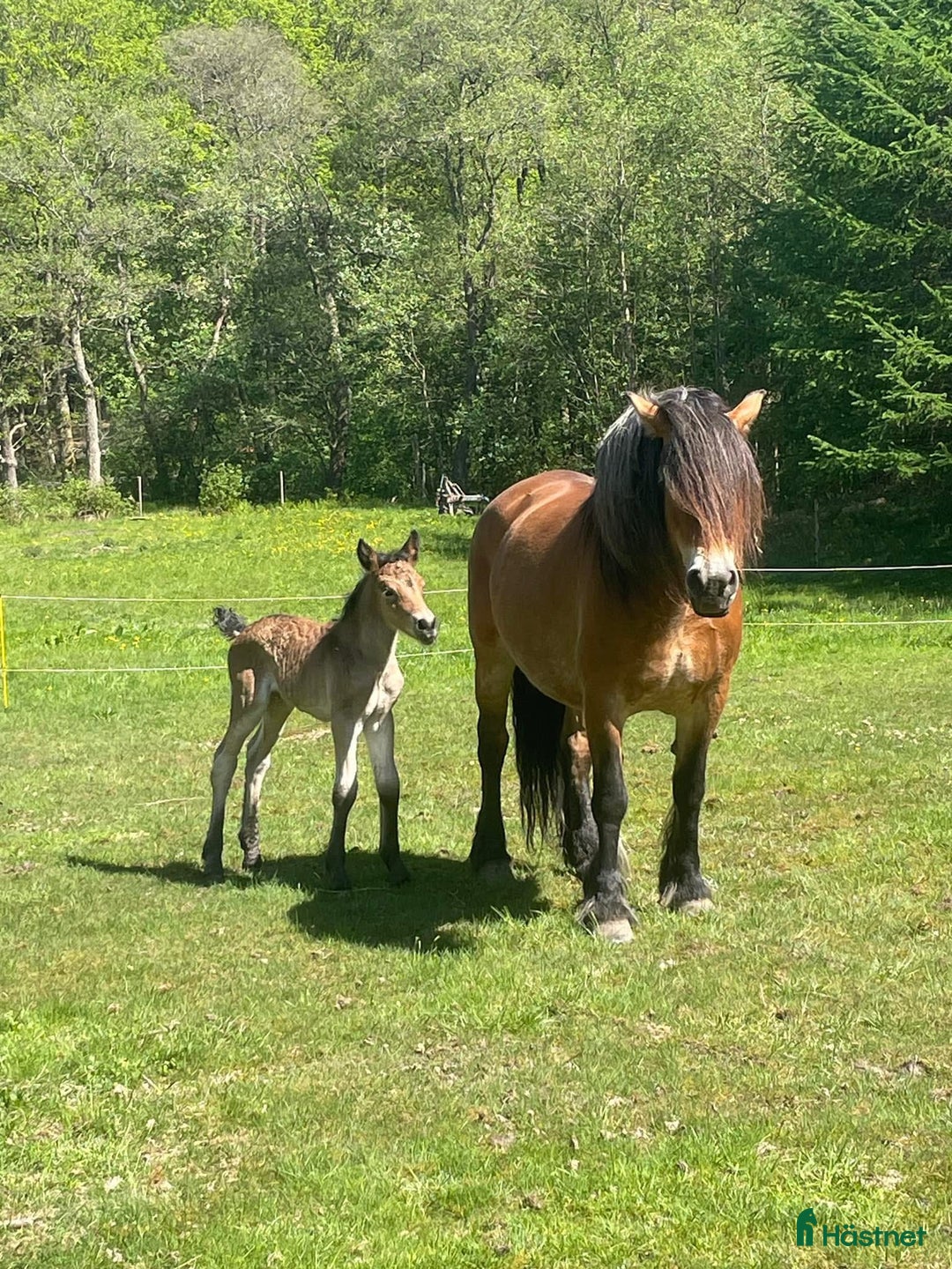 Körning hästar till salu: Dräktigt Elitsto samt Pigall 7 mån i Lilla Edet - Annons 15
