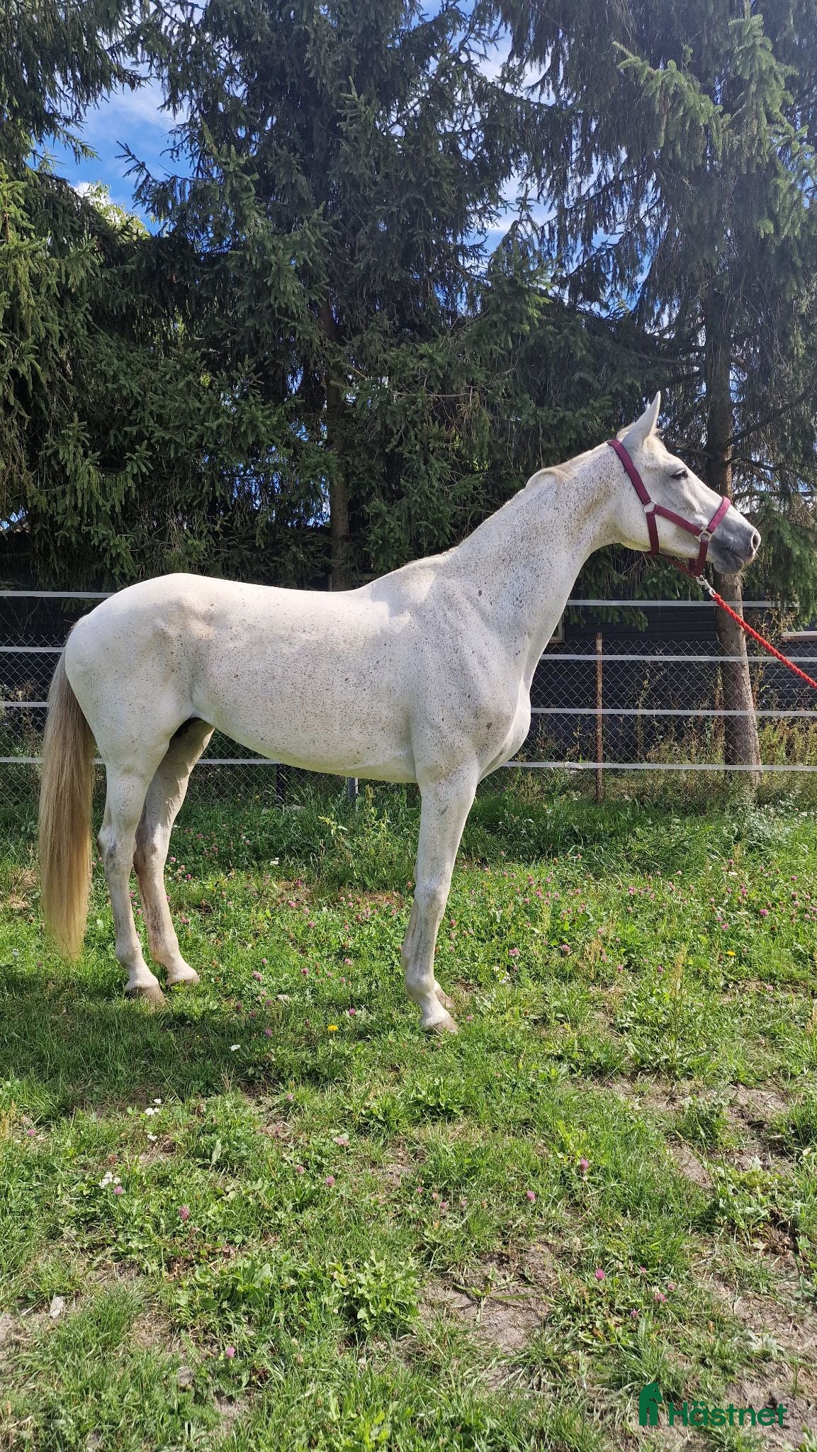  hästar Holsteinersto  - Annons 2