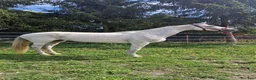 Avelshästar hästar till salu: Holsteinersto  - Annons 1