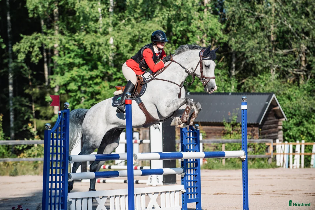 Hoppning hästar till salu: Lyxig hobbyhäst - Annons 2