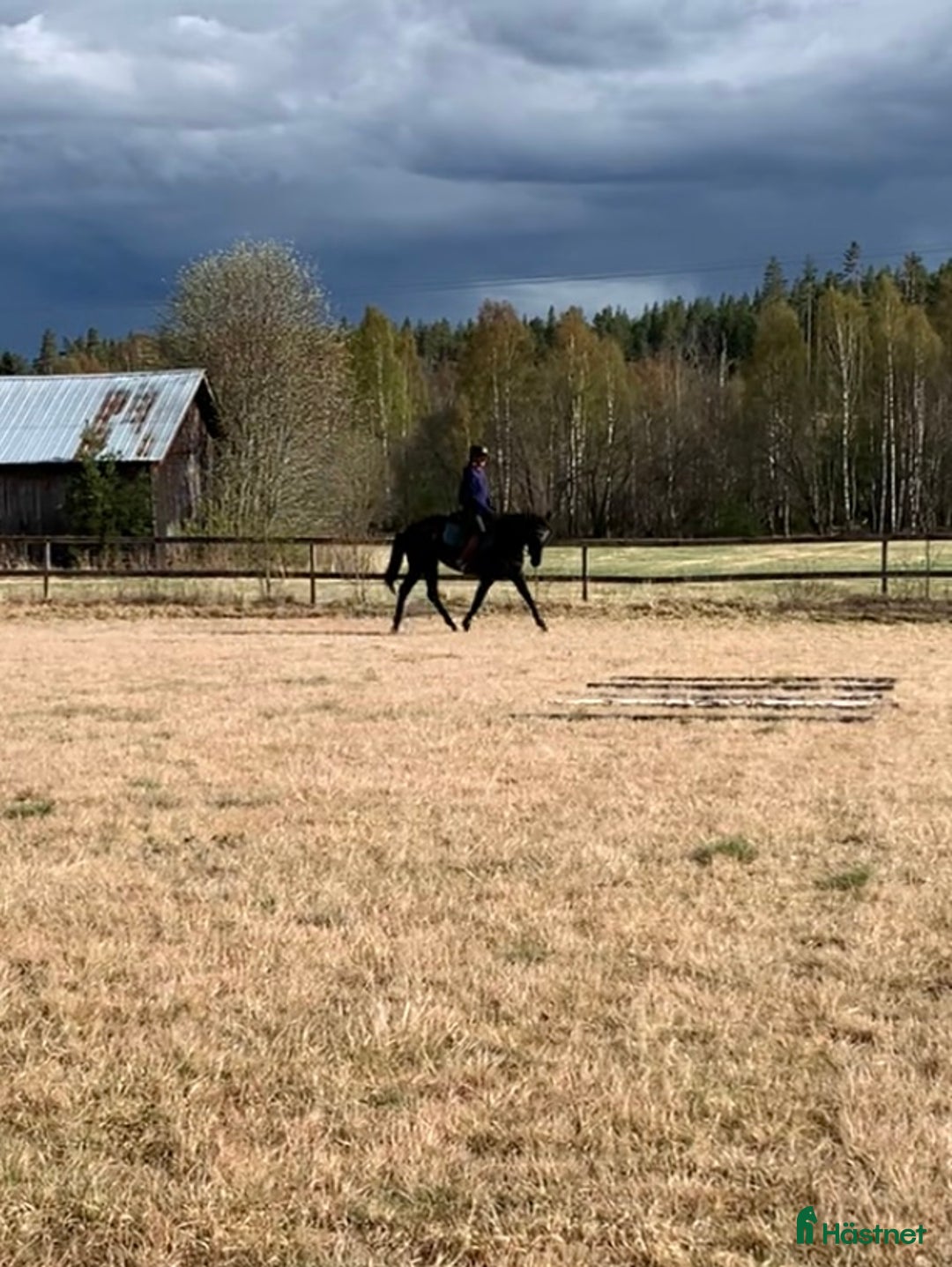 Allround hästar till salu: Socialt 4-årigt sto  i Axmar - Annons 4