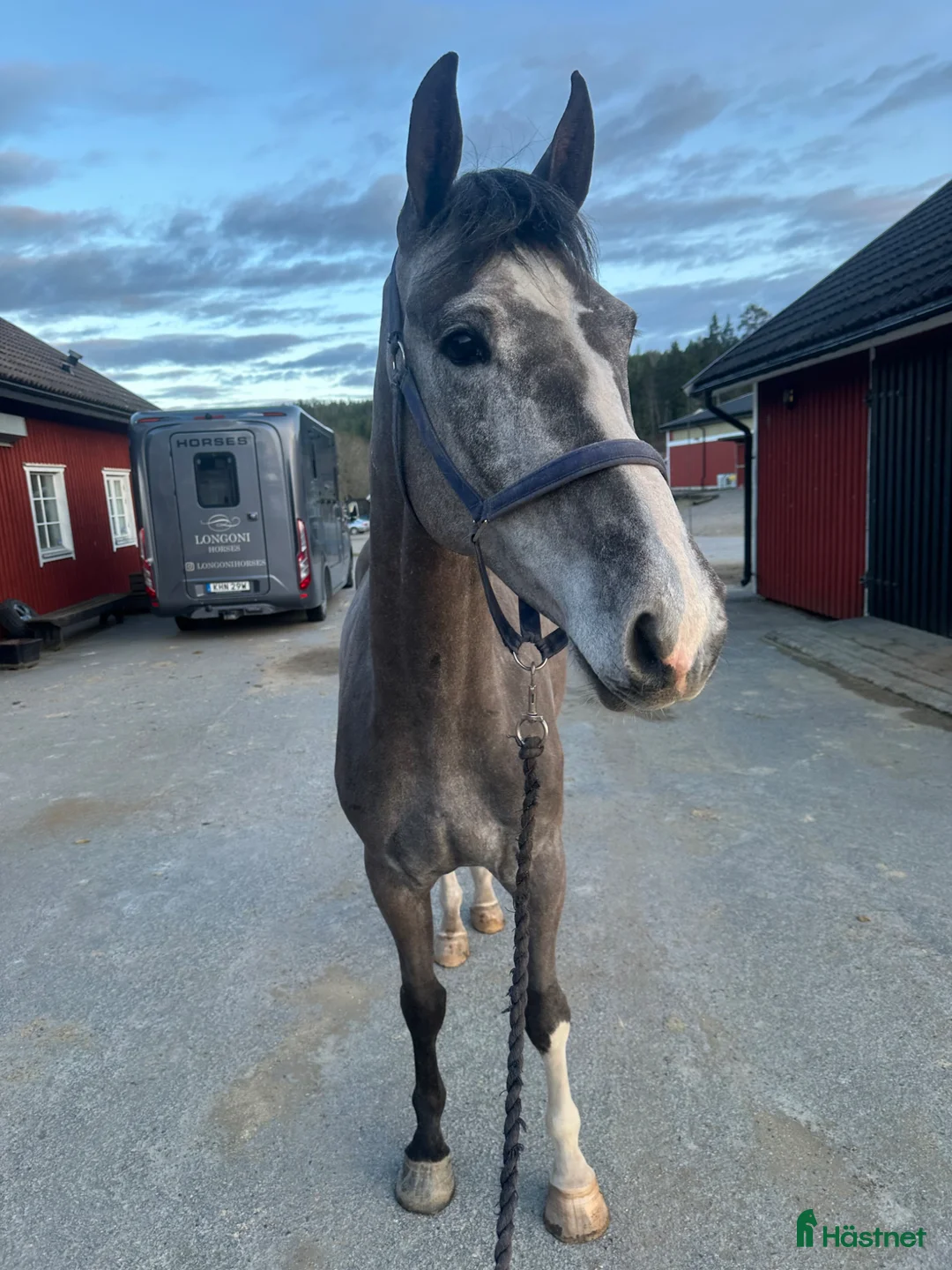 Hoppning hästar till salu: Fin 4åring - Annons 2
