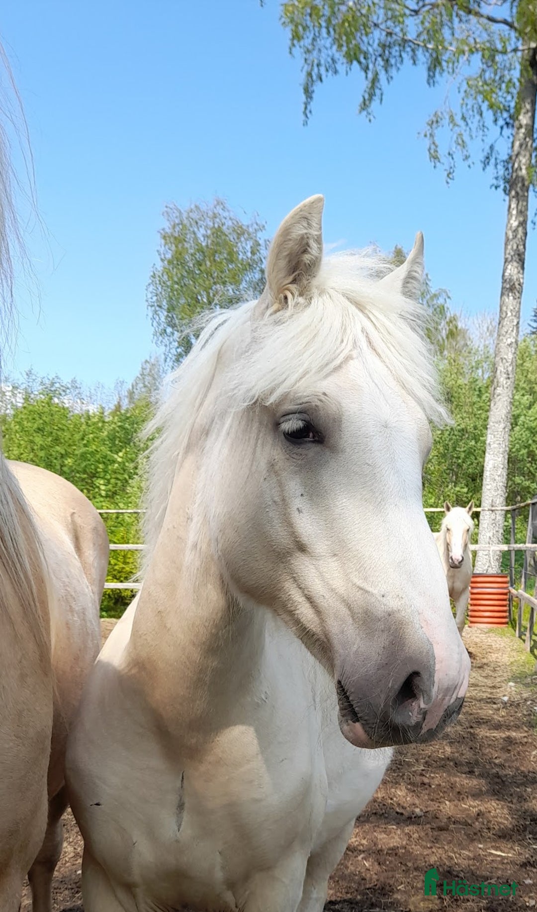 Allround hästar till salu: Större Welsh partbred i Vännäs - Bild 4