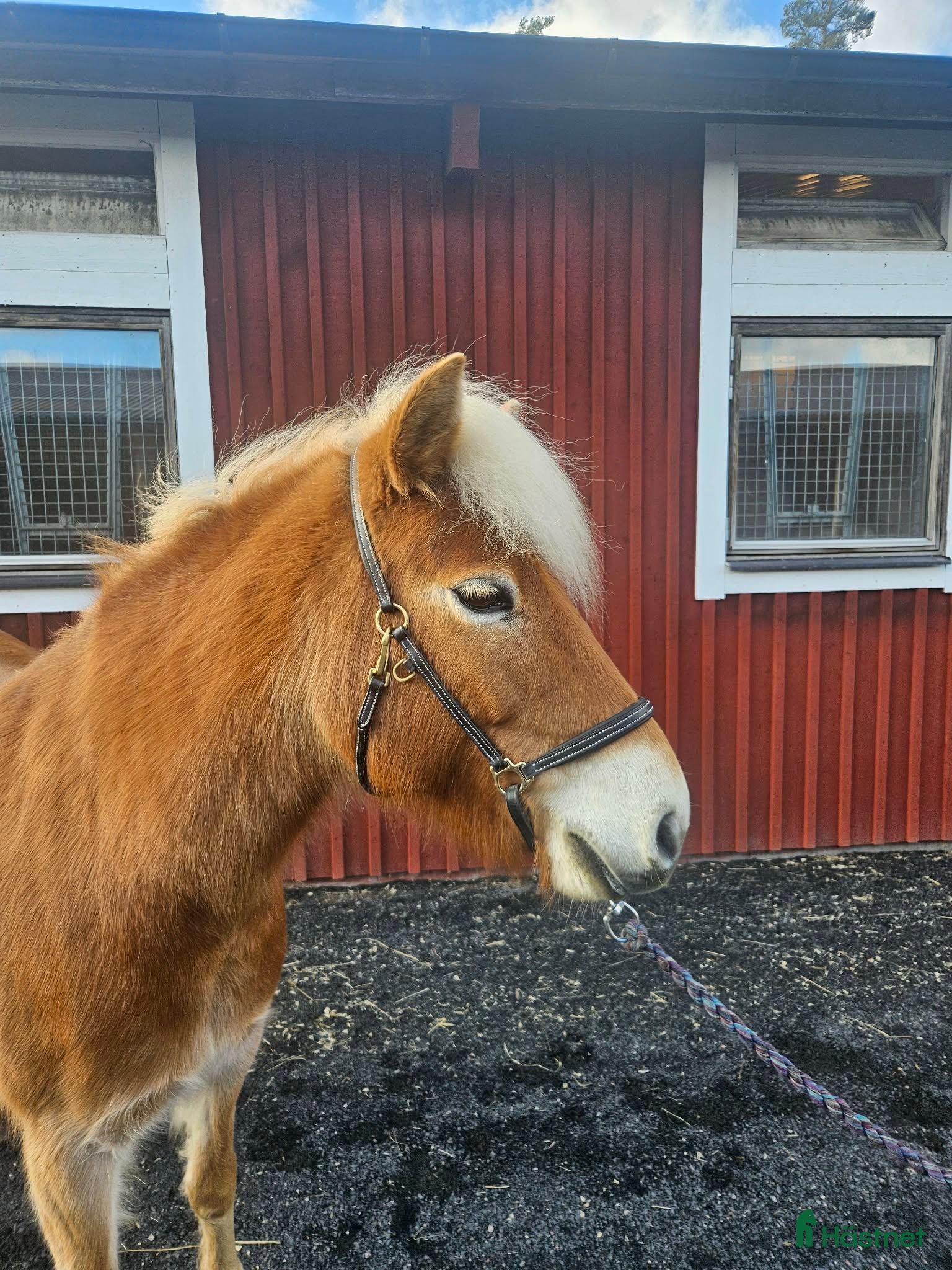  hästar Gotlandsruss, sto f:2016 i Vaggeryd - Annons 1