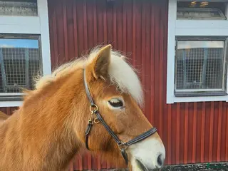 hästar Gotlandsruss, sto f:2016 i Vaggeryd - Annons 1